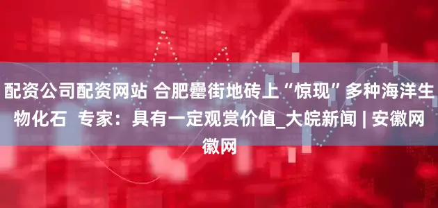 配资公司配资网站 合肥罍街地砖上“惊现”多种海洋生物化石  专家：具有一定观赏价值_大皖新闻 | 安徽网